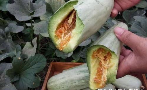 孕妇吃黄黄皮瓜好吗,孕妇食用黄黄皮瓜的安全性探讨