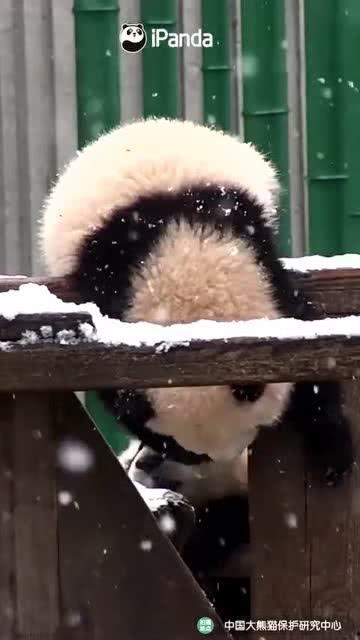 吃瓜熊娃娃,揭秘网红玩具背后的故事