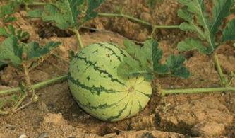 路边摘瓜吃,路边摘瓜吃，体验地道乡村风情