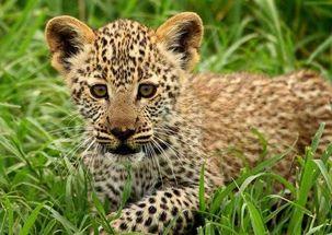 吃瓜小豹,吃瓜小豹带你揭秘娱乐圈那些事儿