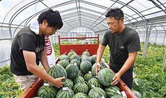 临海花店老板吃瓜,临海花店老板的瓜田奇遇记
