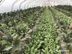 黄河路吃瓜,夏日炎炎,吃瓜群众的热闹聚集地