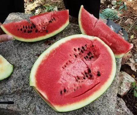 吃土瓜会腹泻吗