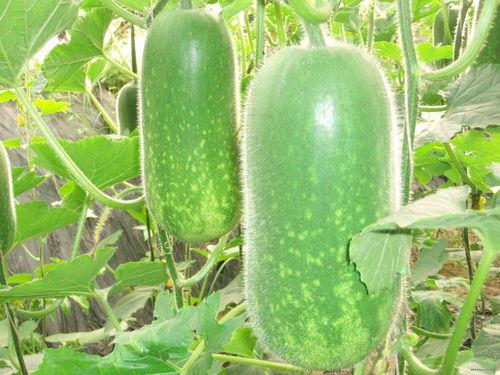 吃瓜355,一场全民热议的美食狂欢