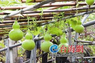 尿酸高吃葫芦瓜,天然降酸美食推荐