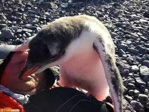 吃瓜小企鹅,揭秘娱乐圈的幕后故事