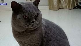 胖猫吃瓜被骗,揭秘网络诈骗背后的真相