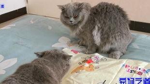 胖猫吃瓜被骗,揭秘网络诈骗背后的真相