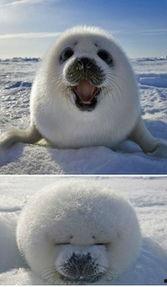 猫咪玩家吃瓜图片,萌态十足,揭秘宠物界的“吃瓜群众”