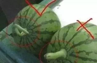 吃瓜正确吗,吃瓜群众的正确姿势与边界