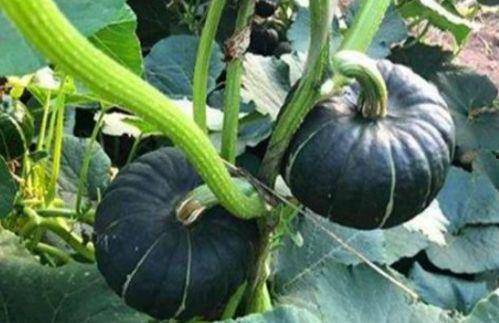 小陈的吃瓜日常